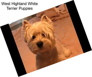 West Highland White Terrier Puppies