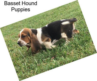 Basset Hound Puppies