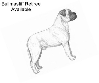 Bullmastiff Retiree Available