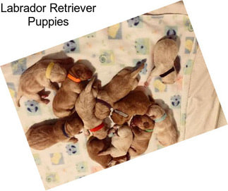 Labrador Retriever Puppies