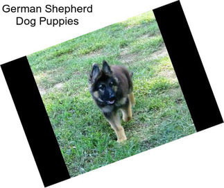 German Shepherd Dog Puppies