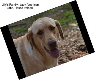 Lilly\'s Family ready American Labs. House trained.