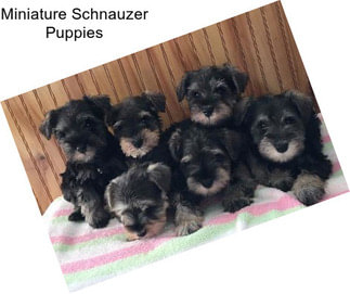 Miniature Schnauzer Puppies