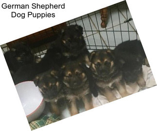 German Shepherd Dog Puppies