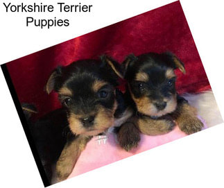 Yorkshire Terrier Puppies