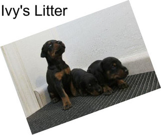 Ivy\'s Litter