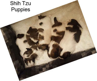 Shih Tzu Puppies