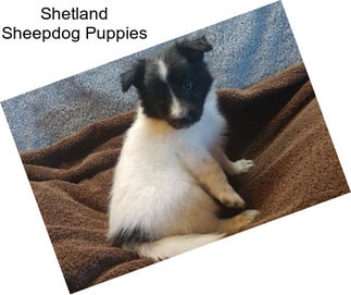 Shetland Sheepdog Puppies