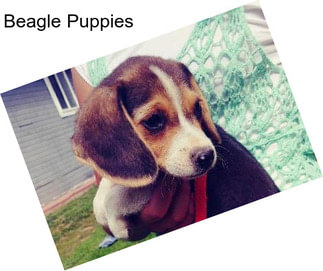 Beagle Puppies