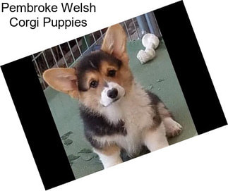 Pembroke Welsh Corgi Puppies