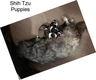 Shih Tzu Puppies