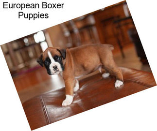 European Boxer Puppies