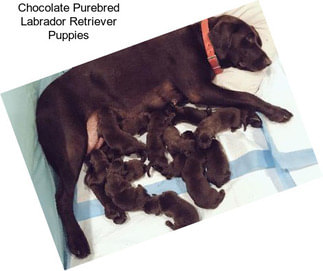 Chocolate Purebred Labrador Retriever Puppies