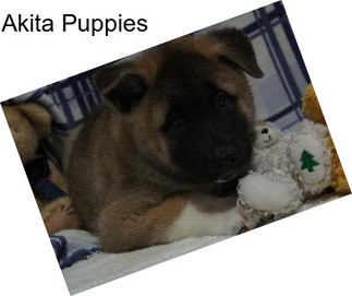 Akita Puppies