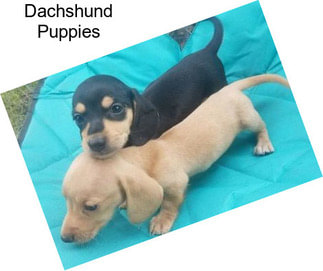 Dachshund Puppies