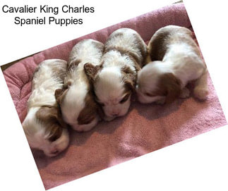 Cavalier King Charles Spaniel Puppies