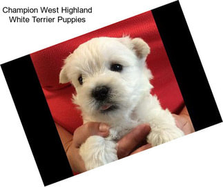 Champion West Highland White Terrier Puppies