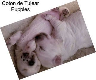 Coton de Tulear Puppies