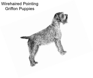 Wirehaired Pointing Griffon Puppies