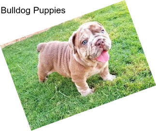 Bulldog Puppies