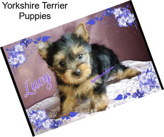 Yorkshire Terrier Puppies