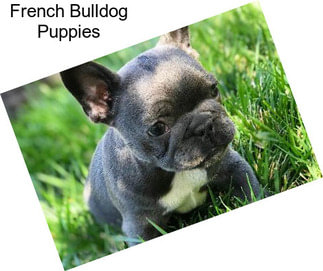 French Bulldog Puppies