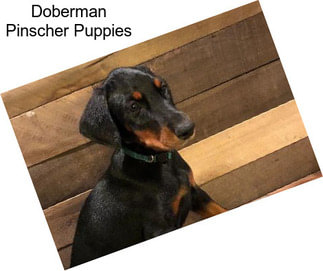 Doberman Pinscher Puppies