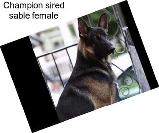 Champion sired sable female