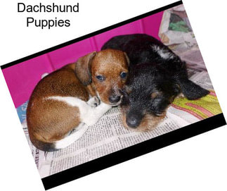 Dachshund Puppies