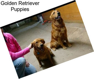 Golden Retriever Puppies