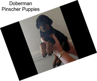 Doberman Pinscher Puppies