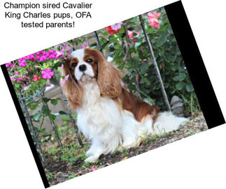 Champion sired Cavalier King Charles pups, OFA tested parents!