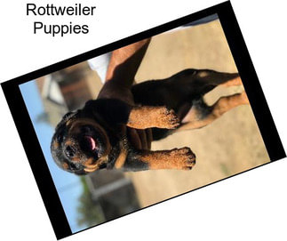 Rottweiler Puppies