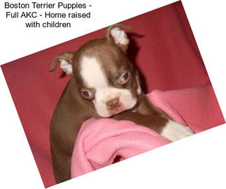 Boston Terrier Puppies - Full AKC - Home raised with children