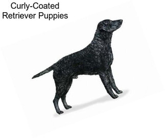 Curly-Coated Retriever Puppies