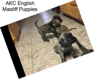 AKC English Mastiff Puppies