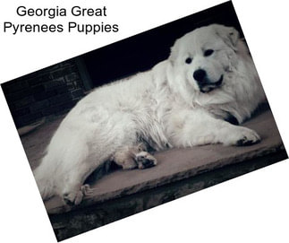 Georgia Great Pyrenees Puppies