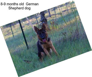 8-9 months old  German Shepherd dog