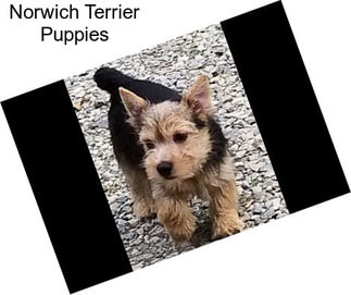 Norwich Terrier Puppies