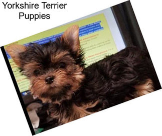 Yorkshire Terrier Puppies