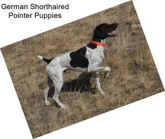 German Shorthaired Pointer Puppies