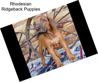 Rhodesian Ridgeback Puppies