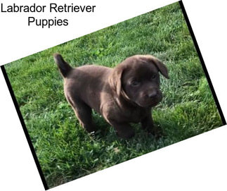 Labrador Retriever Puppies