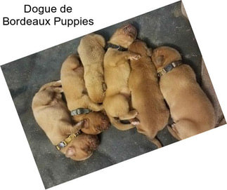 Dogue de Bordeaux Puppies