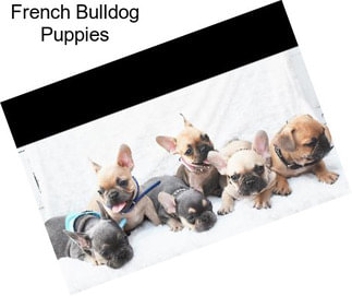 French Bulldog Puppies