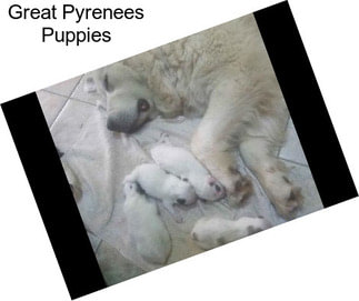 Great Pyrenees Puppies