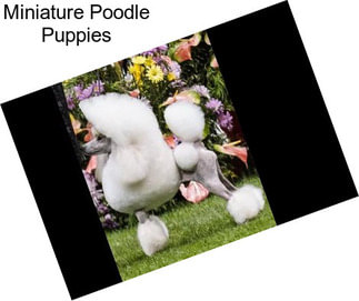 Miniature Poodle Puppies