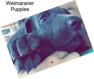 Weimaraner Puppies