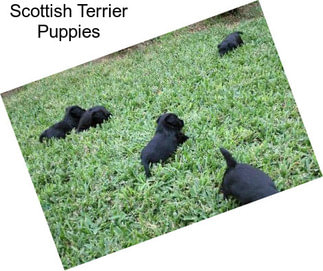 Scottish Terrier Puppies