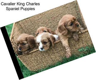 Cavalier King Charles Spaniel Puppies